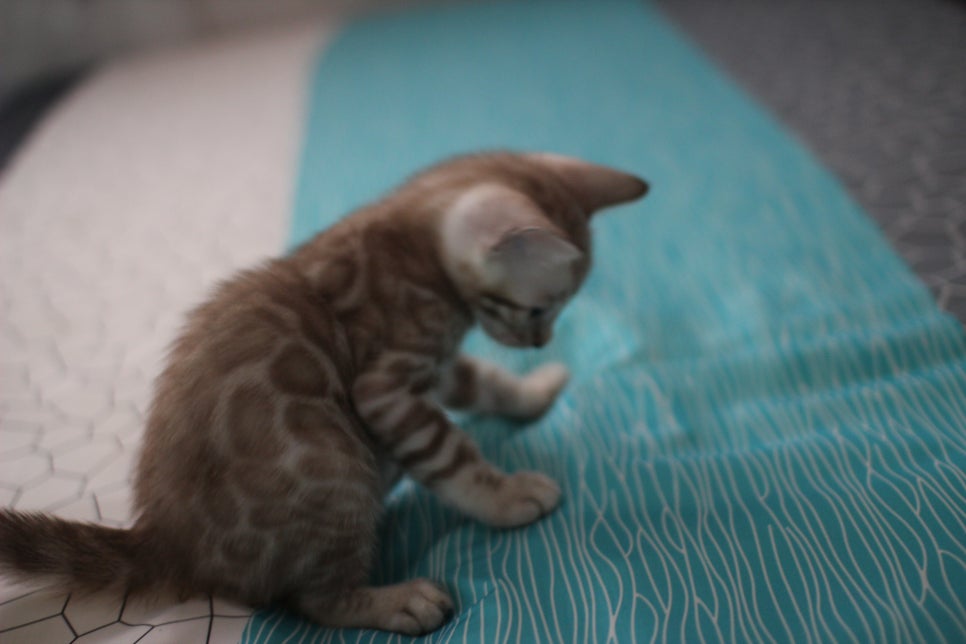 스노우뱅갈고양이 형제 분양글~ 관련 이미지 14