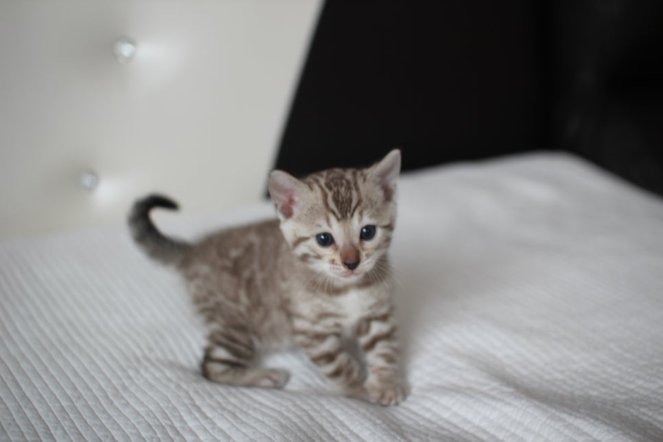 실밍크뱅갈고양이 여아2 예약분양 합니다~ 관련 이미지 1