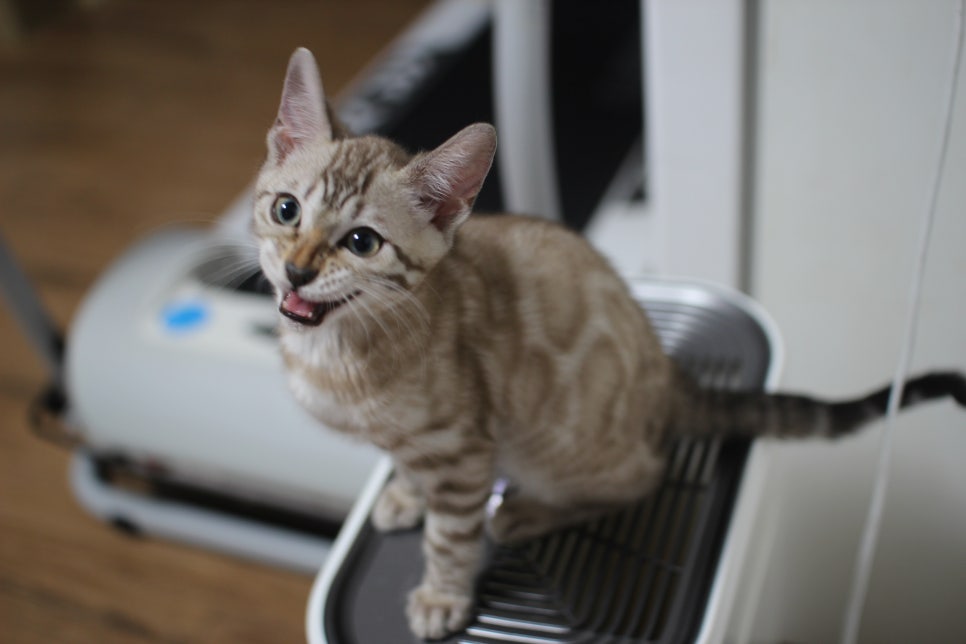 스노우뱅갈고양이 삼총사~ 관련 이미지 18