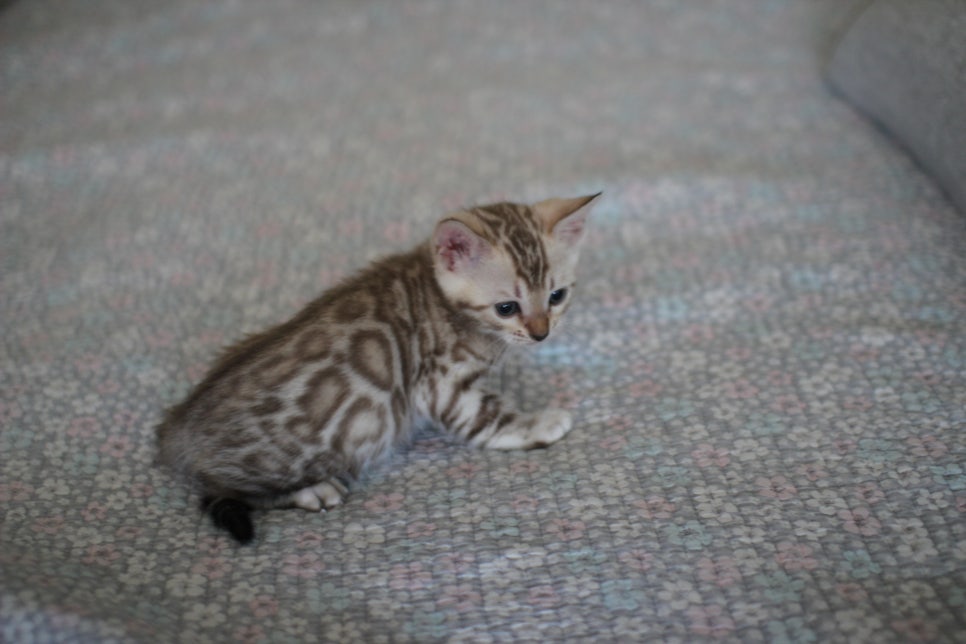 실밍크뱅갈고양이 여아 분양해요~ 관련 이미지 7