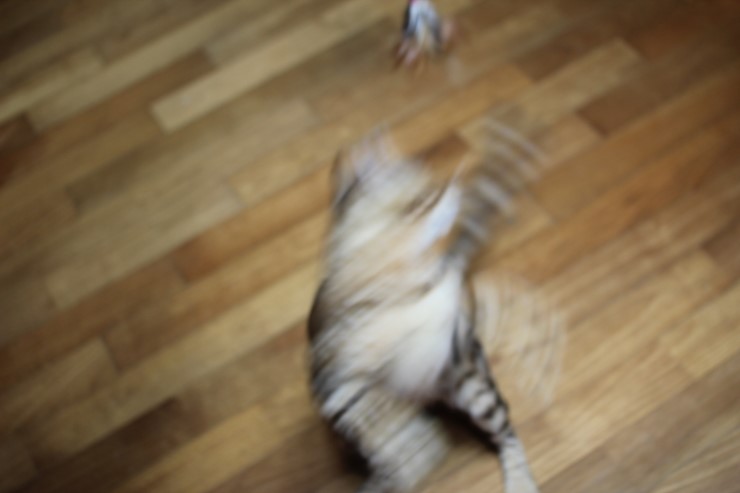 뱅갈고양이 스텔라 신났구나~~ 관련 이미지 3