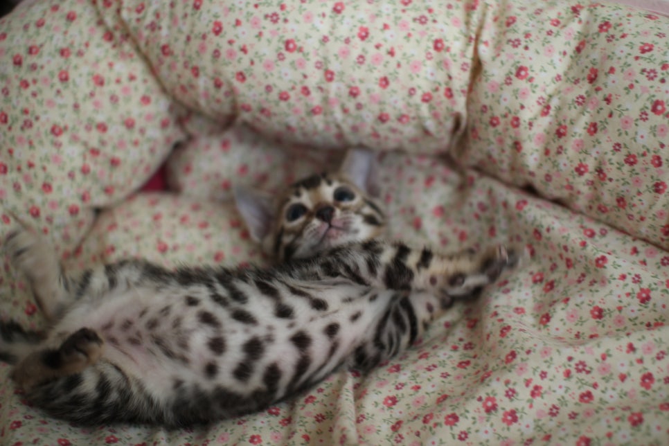 뱅갈고양이 여아1 분양해요~ 관련 이미지 6