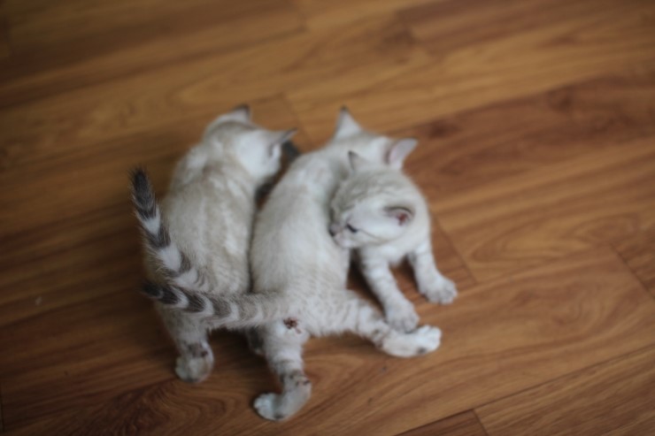 소유캐터리 스노우,실버 뱅갈 고양이 꼬맹이들~ 관련 이미지 2