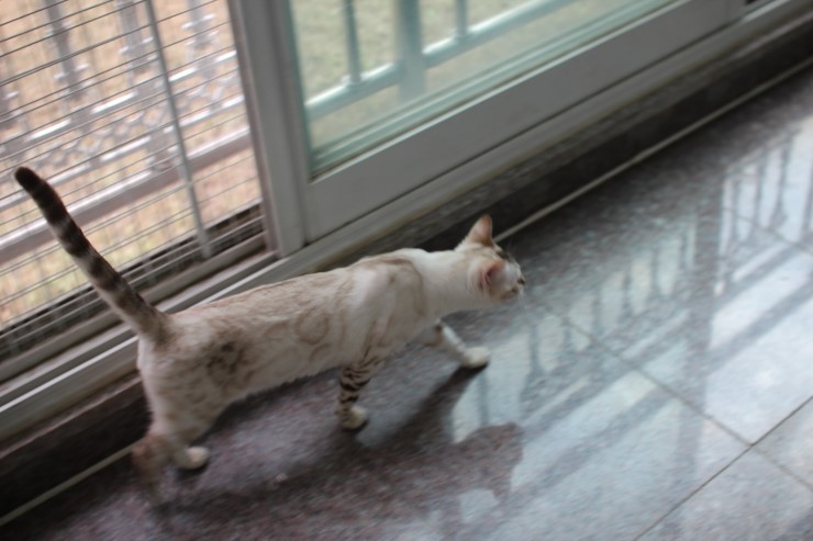 뱅갈고양이 여아 키나,리엔,샤하다예요~ 관련 이미지 22