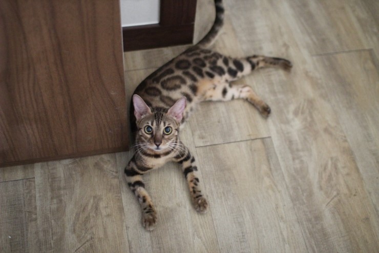 뱅갈고양이.저희집 뱅갈고양이들이예요^^ 관련 이미지 3