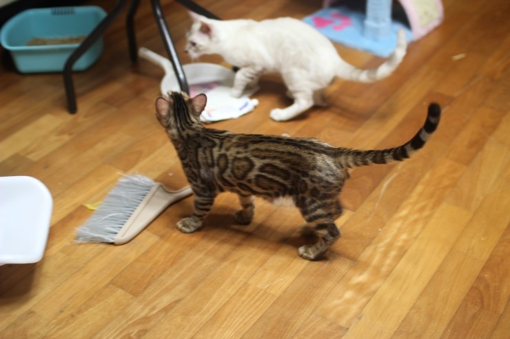 뱅갈고양이 태양이 분양 합니다~ 관련 이미지 6