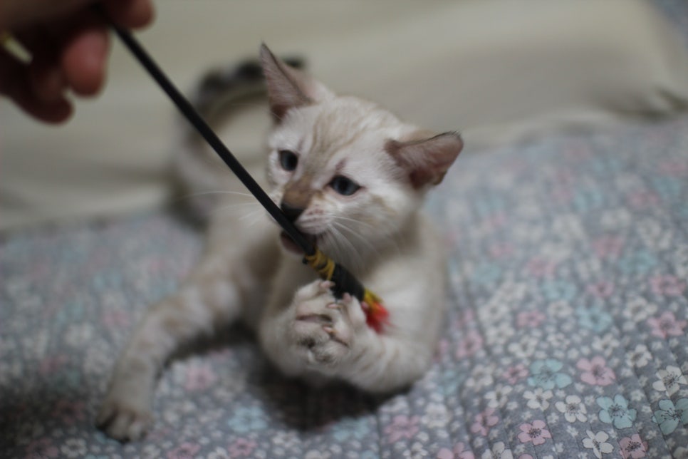 분양중인 개냥이 스노우뱅갈고양이 여아~ 관련 이미지 4