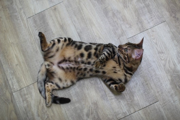 뱅갈고양이,스노우뱅갈고양이,뱅갈고양이 분양, 엄마 맛있는 닭고기 빨리 주세요~~배고파요 ~~~ 관련 이미지 7