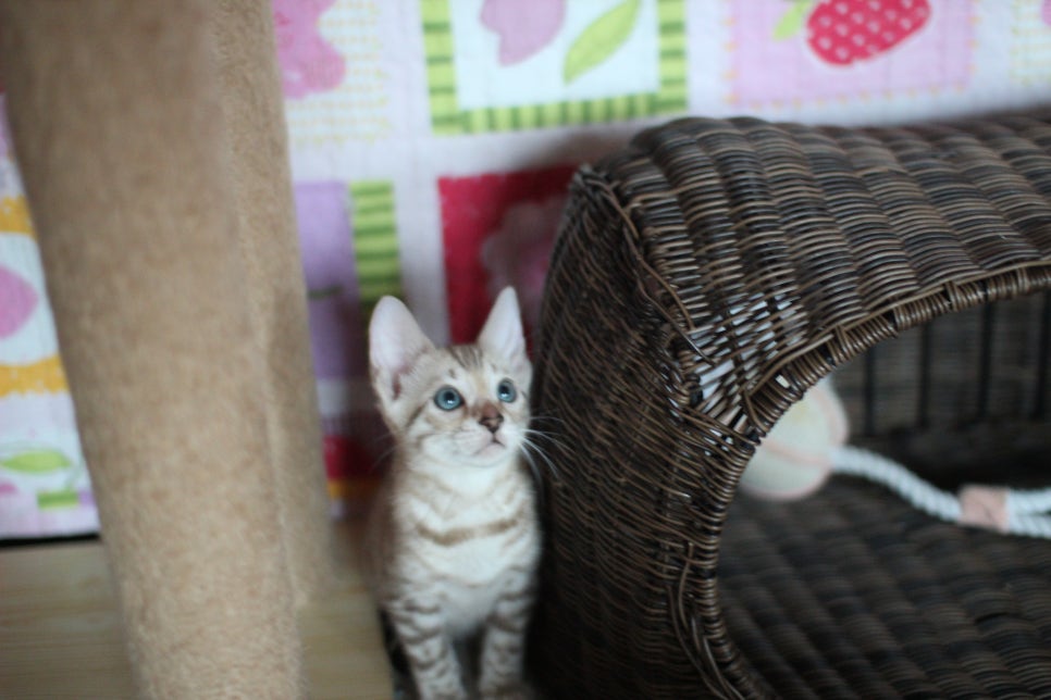 뱅갈고양이분양 부티가 넘치는 아이들 관련 이미지 5