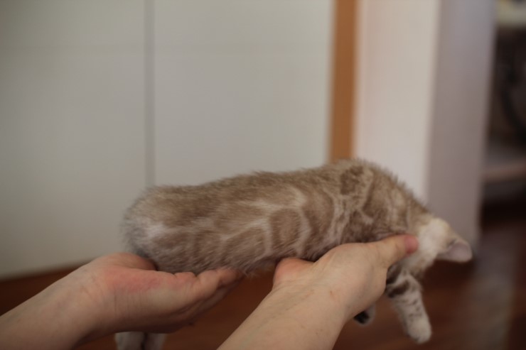 뱅갈고양이 분양 완전히 빠졌네 빠졌어~ 관련 이미지 13