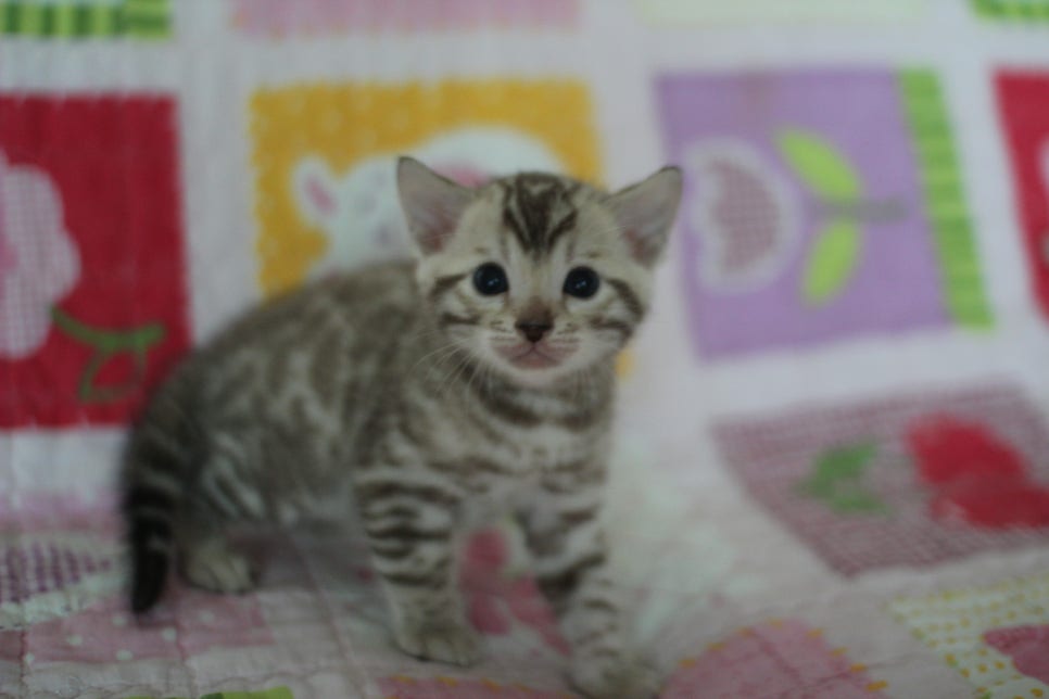 앙증,깜찍 스노우 뱅갈고양이 꼬맹이들~~ 관련 이미지 1