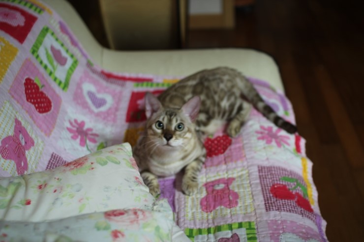 실밍크 뱅갈고양이 킹이예요~~ 관련 이미지 28