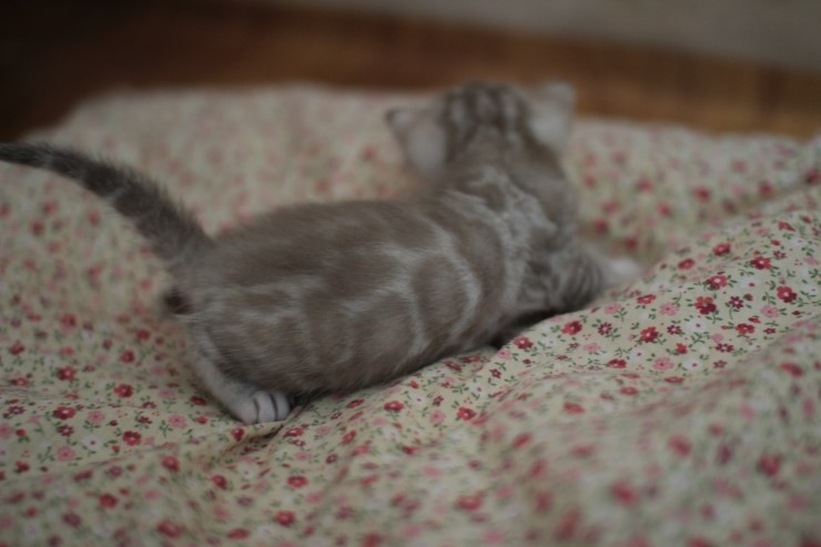 뱅갈고양이 분양 오묘한 매력에 칼라 스노우밍크 관련 이미지 10