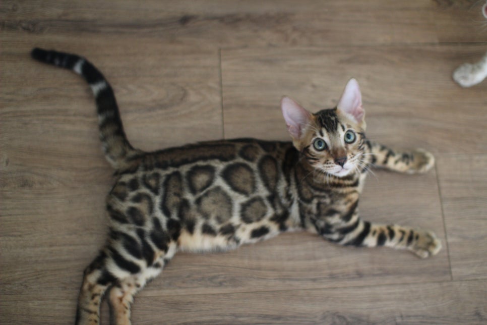 뱅갈고양이분양 진정한 개냥이란 관련 이미지 9