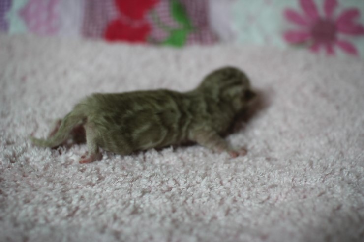 소유뱅갈고양이 캐터리 출산소식 관련 이미지 9