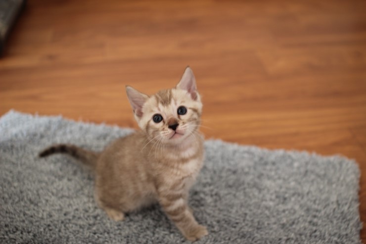 뱅갈고양이 분양 완전히 빠졌네 빠졌어~ 관련 이미지 21