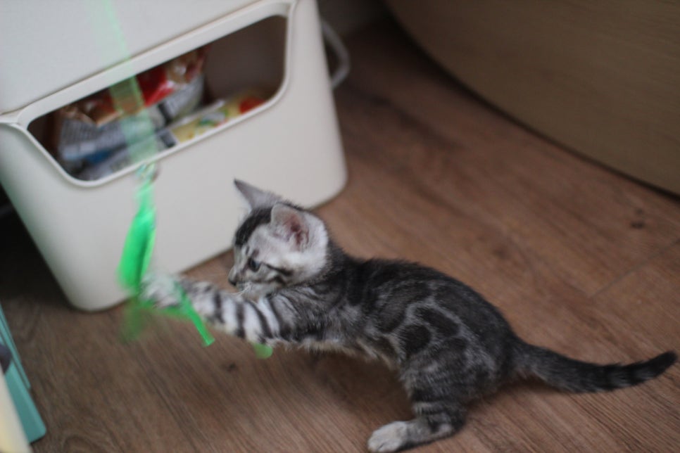 실버뱅갈고양이 남아 오늘 모습~ 관련 이미지 8