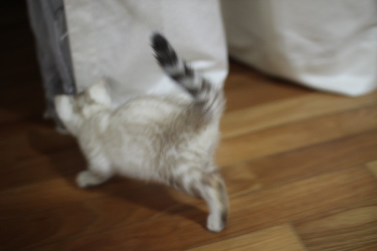 실버 뱅갈고양이,브라운 뱅갈고양이,실링스뱅갈고양이 꼬맹이들 많이 컸어요. 관련 이미지 7