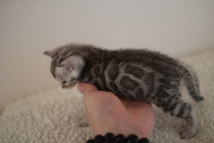 실버 뱅갈고양이 남아예요~ 관련 이미지 7