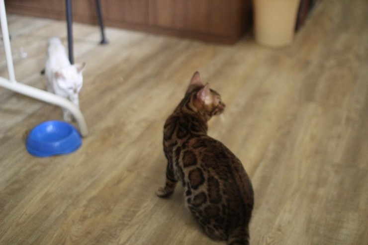 뱅갈고양이,뱅갈고양이분양 새친구 링컨이와 초아가 많이 친해졌어요~~~~~~~ 관련 이미지 1