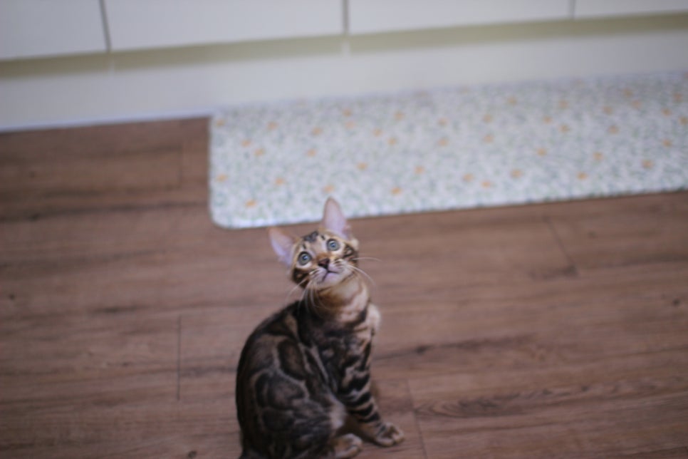 브라운 뱅갈고양이 개냥이 중에 개냥이 남아들 분양해요~ 관련 이미지 9