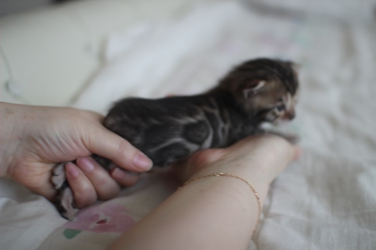 뱅갈고양이 남매 오늘 모습 입니다~ 관련 이미지 4