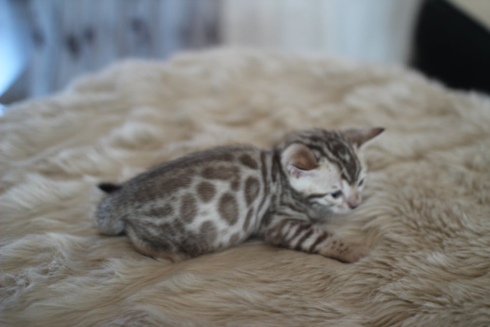 스노우뱅갈고양이 분양 오늘 빠져들어 볼까요? 관련 이미지 7