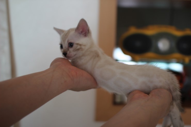 하얀 눈꽃송이 스노우뱅갈고양이 꼬맹이 여아예요 관련 이미지 11