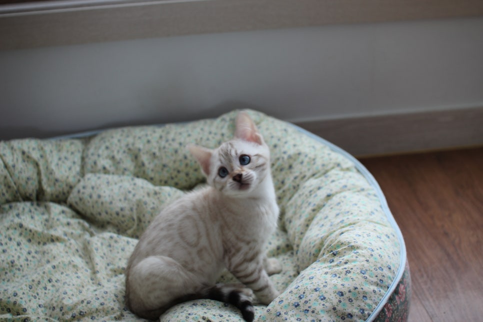 스노우뱅갈고양이 여아 분양해요~ 관련 이미지 4