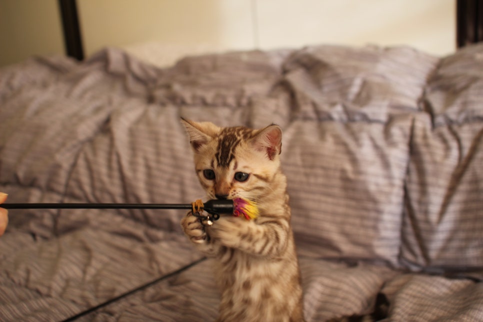 실밍크뱅갈고양이 여아 분양하고 있어요~ 관련 이미지 3