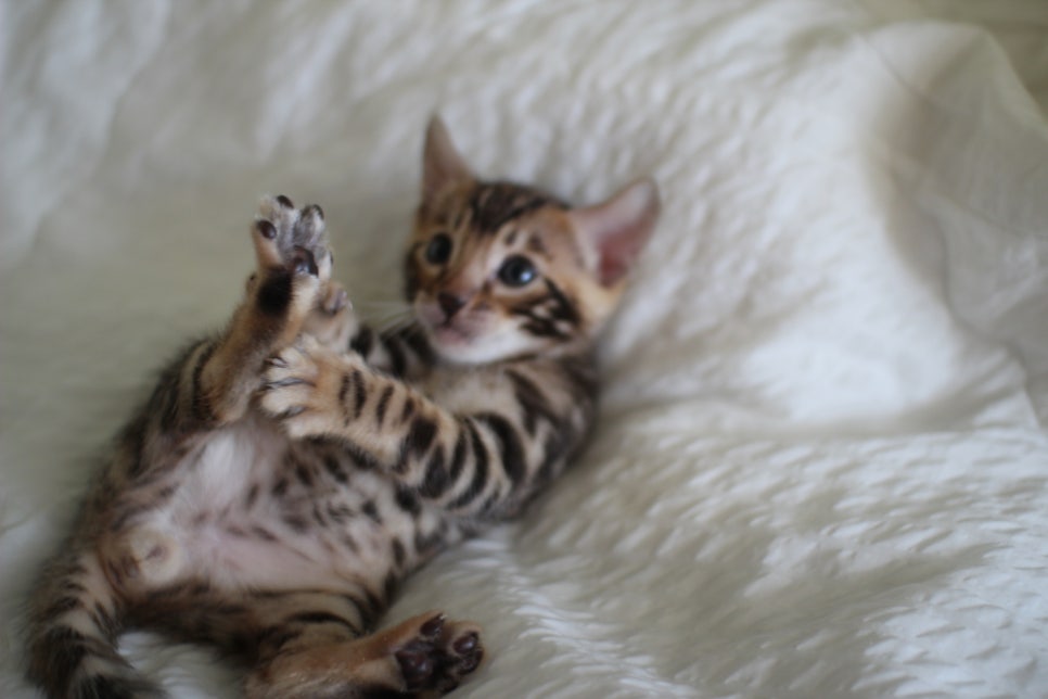 미남 뱅갈고양이에 애교발사~ 관련 이미지 8