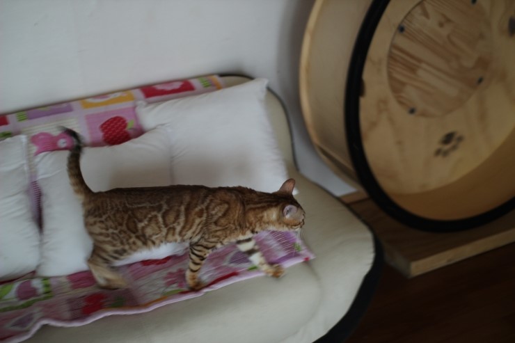 뱅갈고양이 종묘 카이예요~ 관련 이미지 5