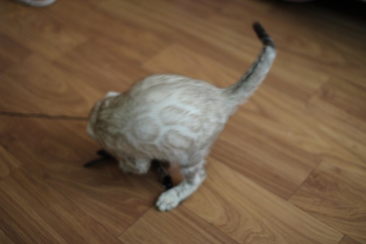 실밍크 뱅갈고양이 곰돌이예요~ 관련 이미지 11