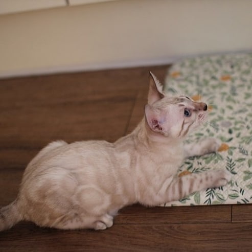 강아지니? 고양이니? 관련 이미지 3