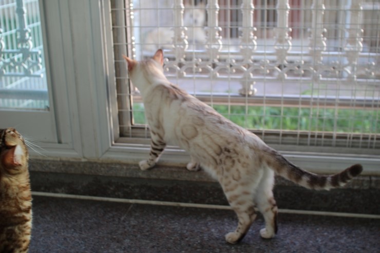 뱅갈고양이 키나와 스텔라 입니다~ 관련 이미지 16