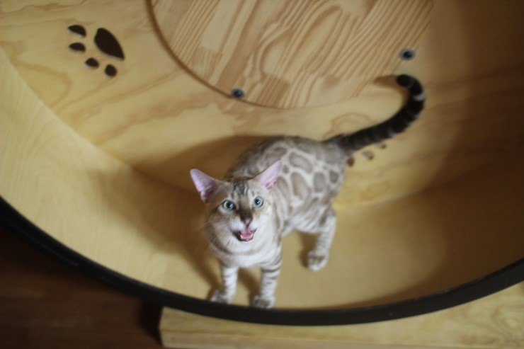 캣휠 타는 실밍크 뱅갈고양이 영웅이예요~ 관련 이미지 5