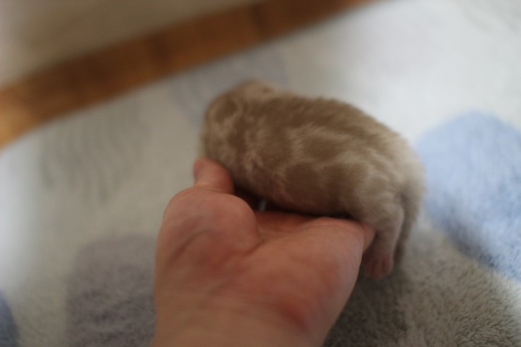 실밍크 스노우 뱅갈고양이 꼬물이 남아 입니다~ 관련 이미지 3