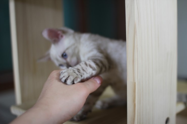 뱅갈고양이,뱅갈고양이분양, 링컨이한테 삐진 스노우뱅갈 꼬맹이 초아~~~ 관련 이미지 5