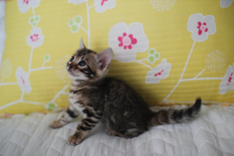 브라운 뱅갈고양이 여아 다롱이 분양해요~ 관련 이미지 7