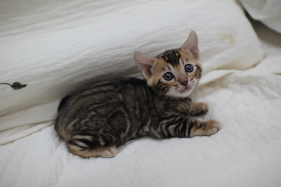 점점 개냥이가 되가는 브라운 뱅갈고양이 여아예요~ 관련 이미지 4