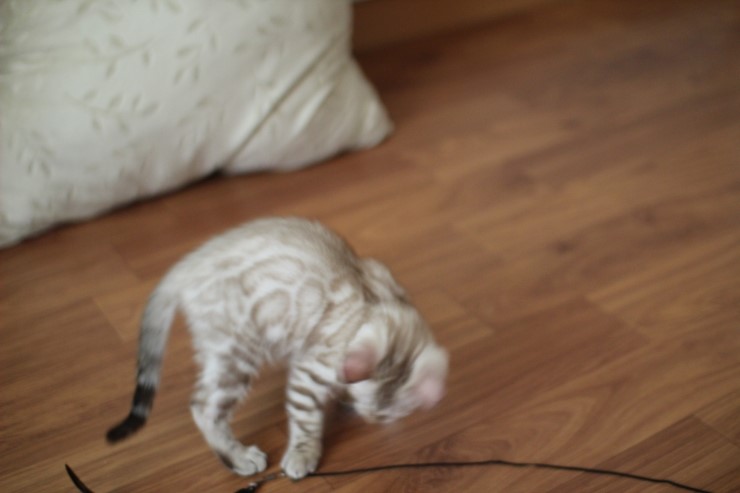 실밍크 뱅갈고양이 곰돌이예요~ 관련 이미지 2