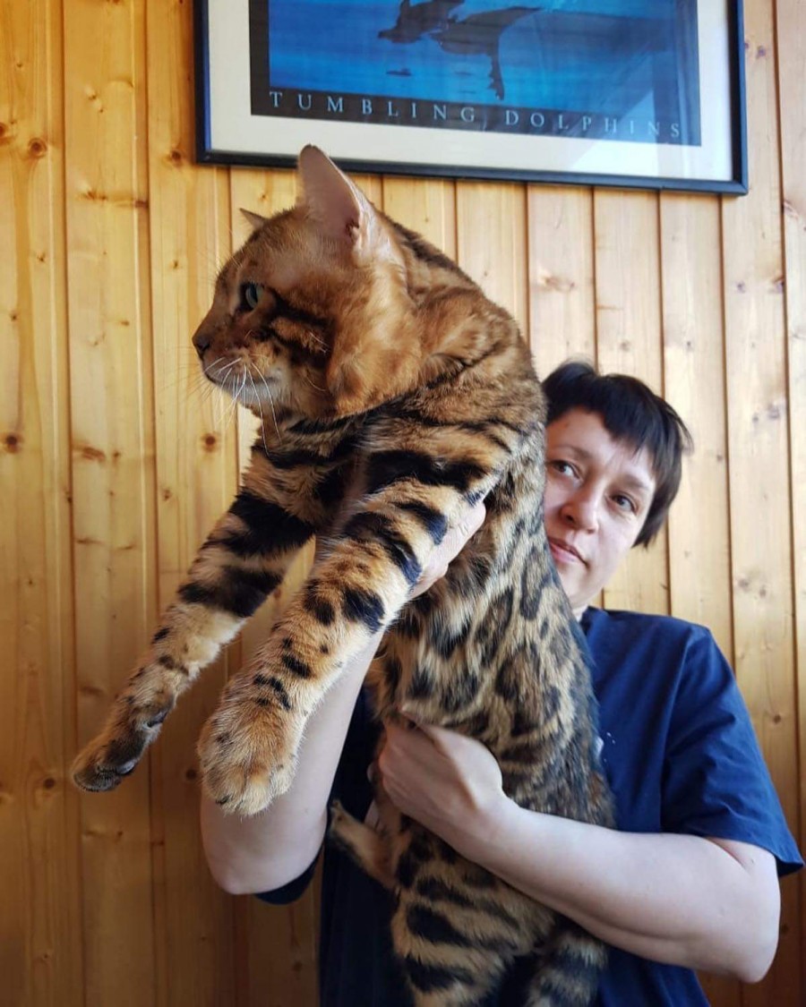 거묘 해외 뱅갈고양이~ 관련 이미지 1