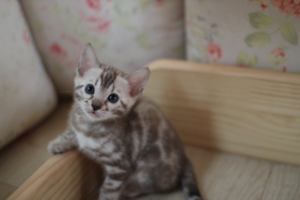 뱅갈고양이에 매력은 끝이 없어요! 관련 이미지 13