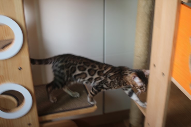 뱅갈고양이 큰방에 아이들 노는 모습~ 관련 이미지 6