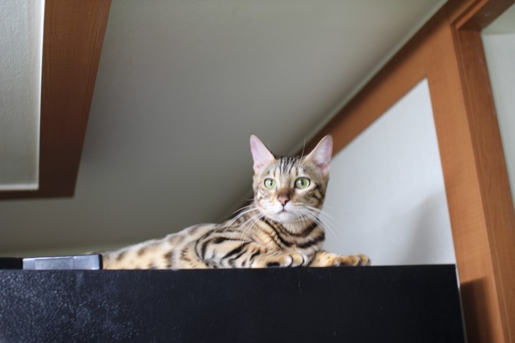 뱅갈고양이 마리,숙자~ 관련 이미지 2