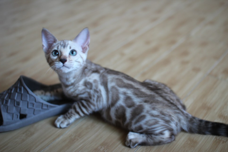 뱅갈고양이 실밍크,브라운 여아예요~ 관련 이미지 1