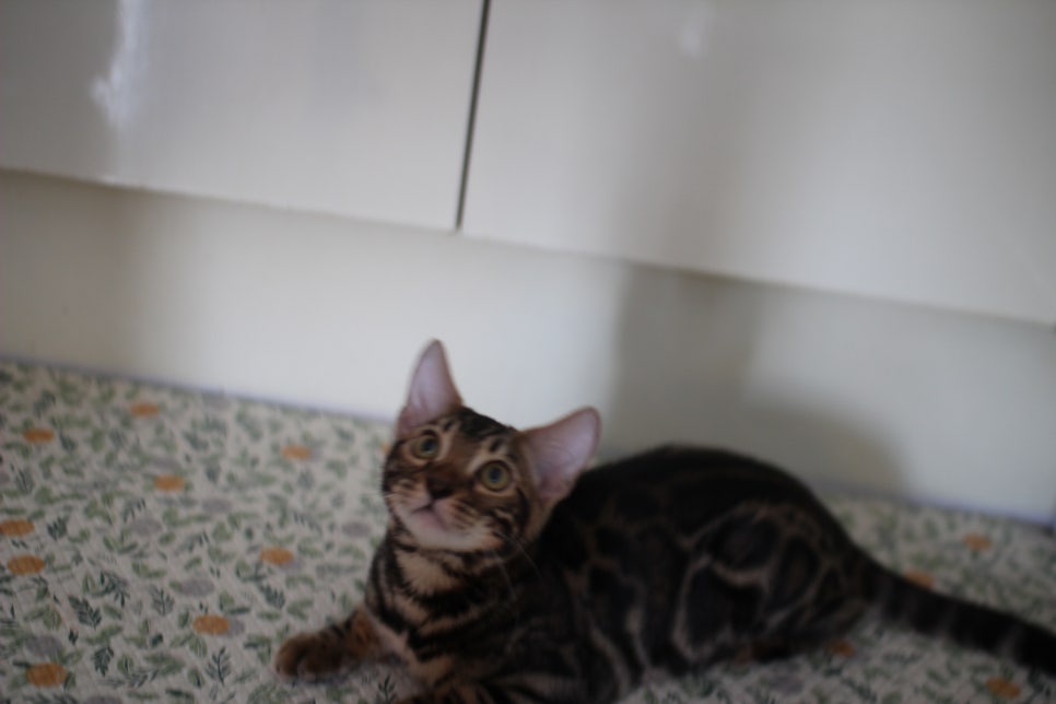 브라운 뱅갈고양이 분양중인 남아,여아 오늘 모습 입니다~ 관련 이미지 6