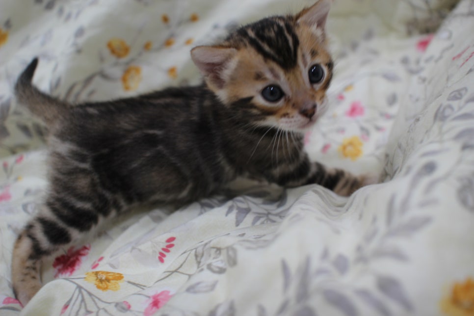 멋진 빅로젯에 뱅갈고양이 분양 합니다~ 관련 이미지 8