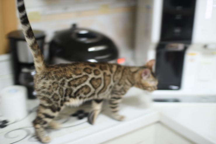 뱅갈고양이 키퍼 여아들~ 관련 이미지 6