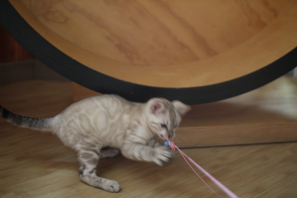 소유뱅갈고양이 캐터리 키퍼들 오늘도 신나게 놀아요 관련 이미지 8